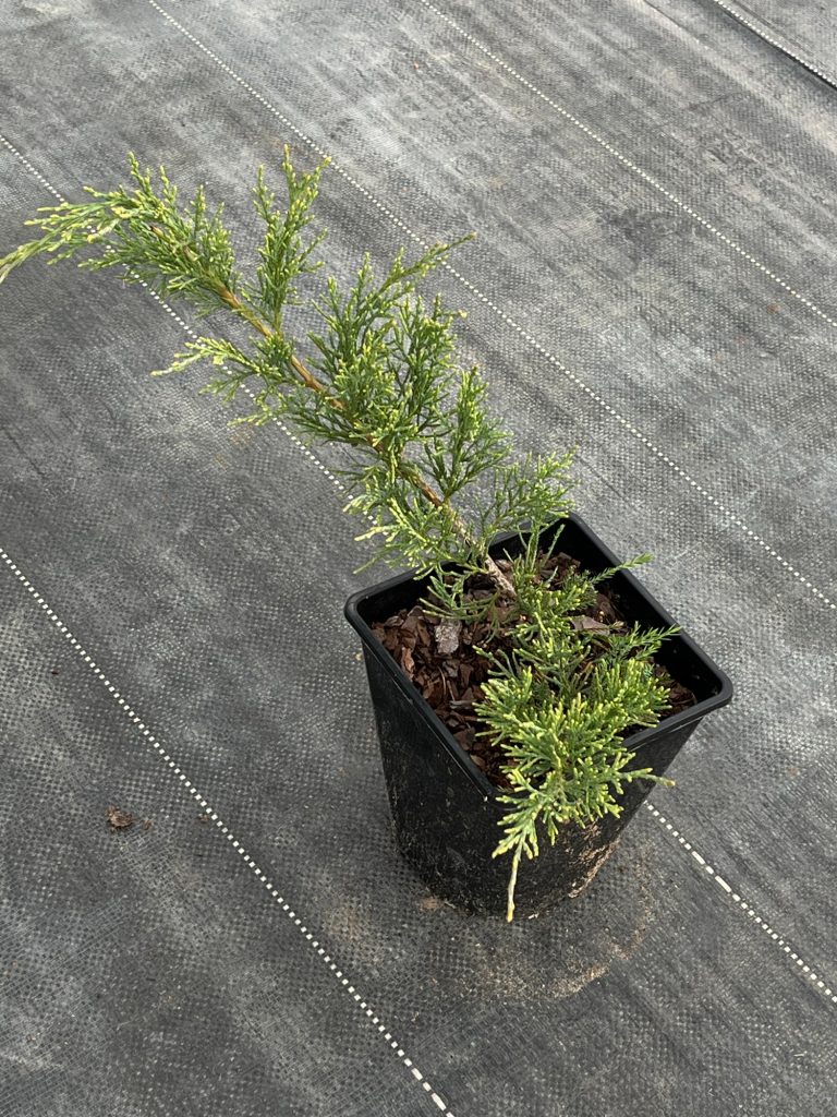 Можжевельник виргинский 'Грей Оул' – Juniperus virginiana 'Grey Owl'