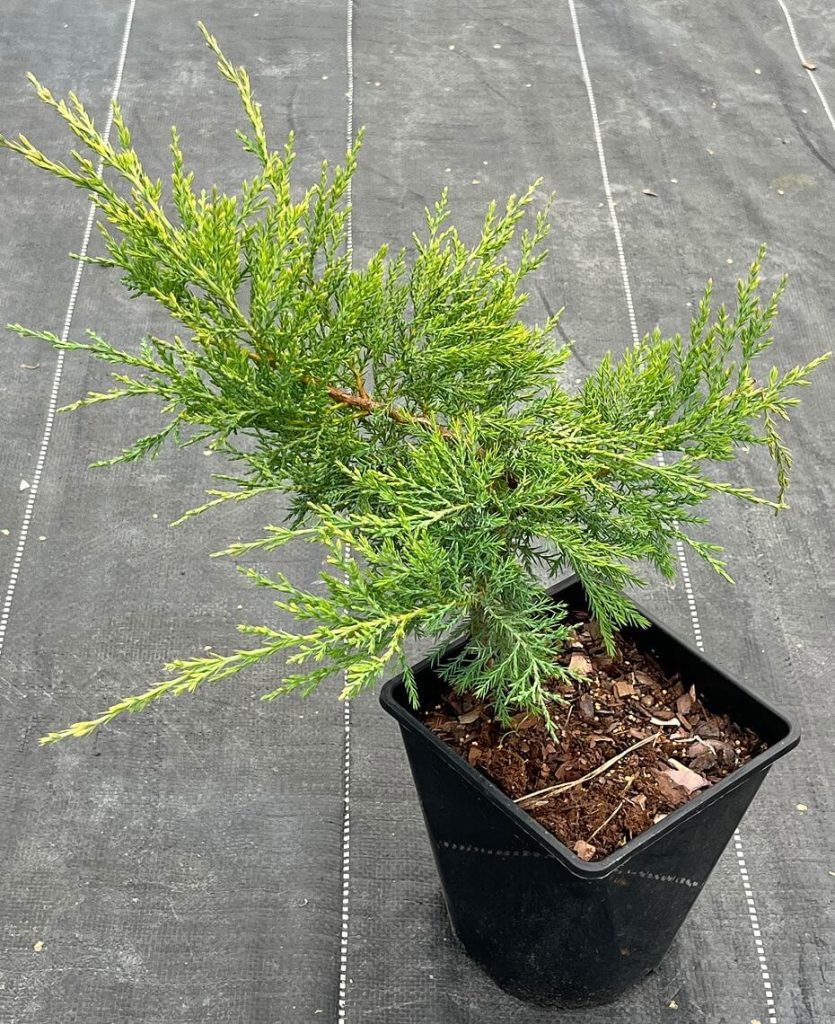 Juniperus virginiana 'Hetz Media' – Можжевельник виргинский 'Хетц Медиа'