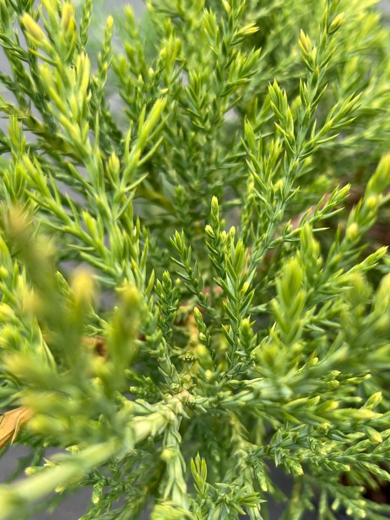 Juniperus virginiana 'Hetz Media' – Можжевельник виргинский 'Хетц Медиа'