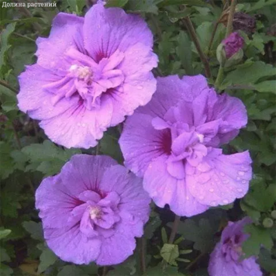 Гибискус сирийский Лавендер Шиффон (Hibiscus syr. ‘Lavender Chiffon’ PBR)