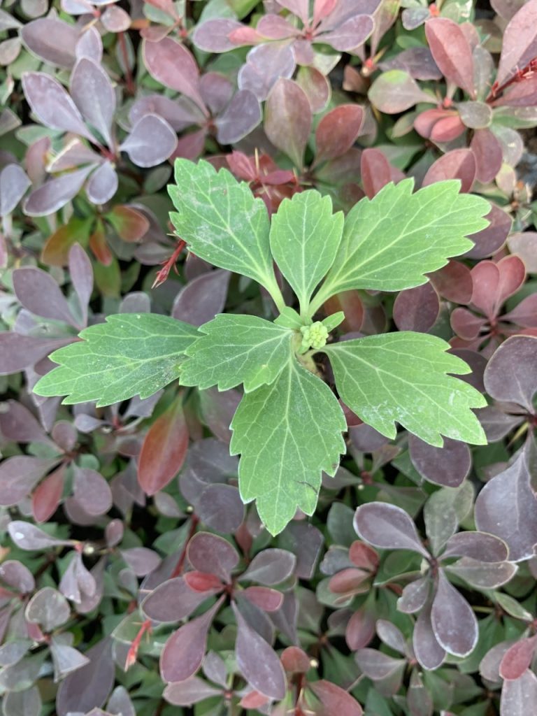 Пахизандра верхушечная 'Грин Карпет' – Pachysandra terminalis 'Green Carpet'