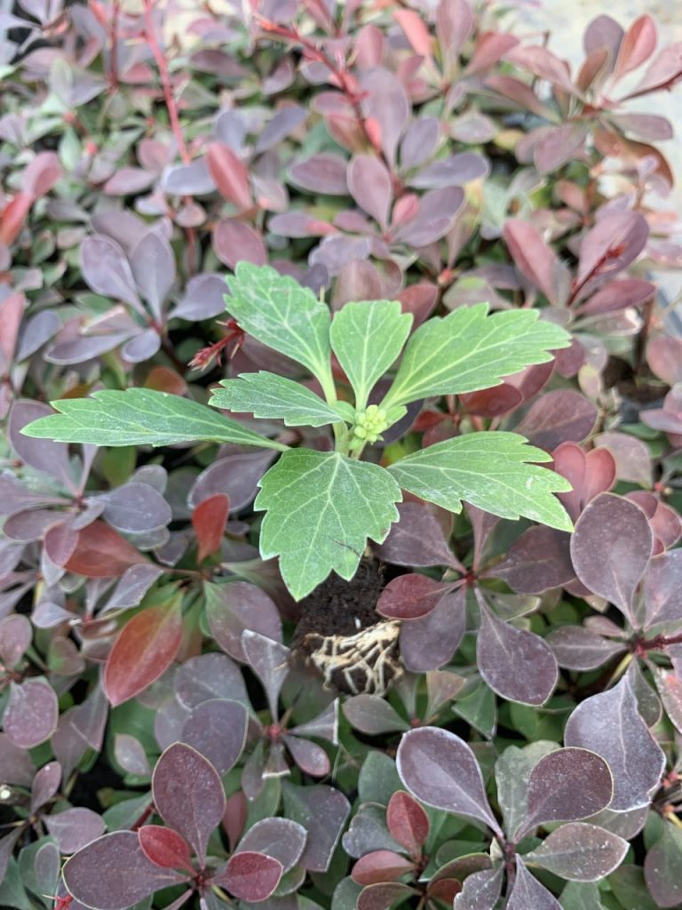 Пахизандра верхушечная 'Грин Карпет' – Pachysandra terminalis 'Green Carpet'