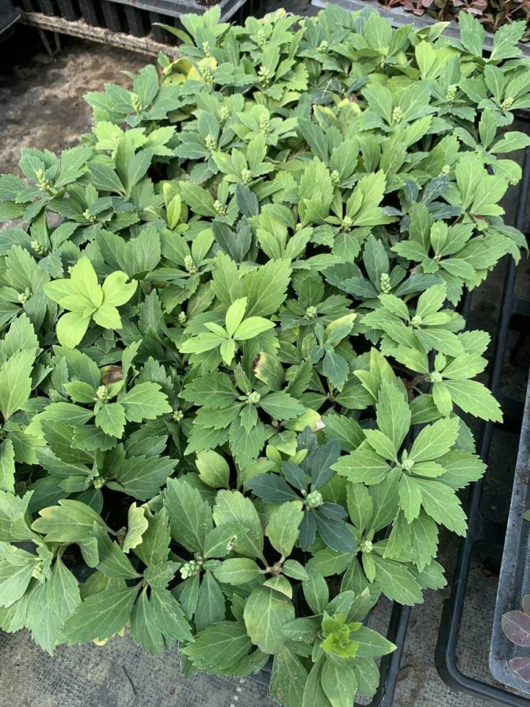 Пахизандра верхушечная 'Грин Карпет' – Pachysandra terminalis 'Green Carpet'