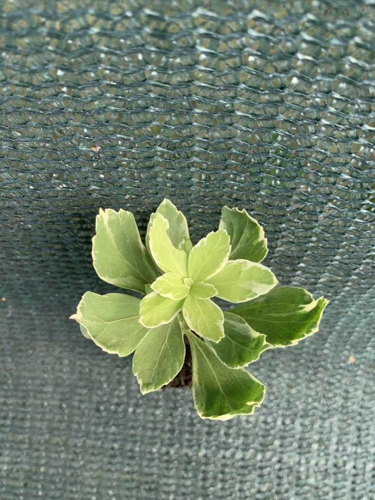 Пахизандра верхушечная 'Вариегата' – Pachysandra terminalis 'Variegata'