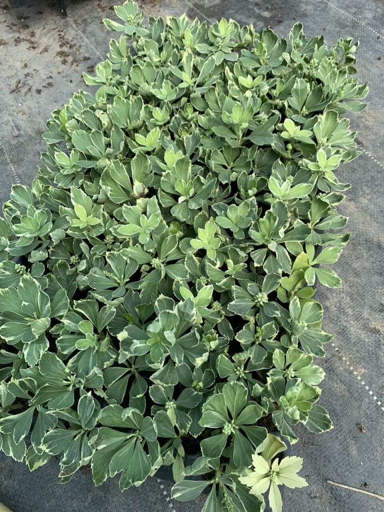 Пахизандра верхушечная 'Вариегата' – Pachysandra terminalis 'Variegata'