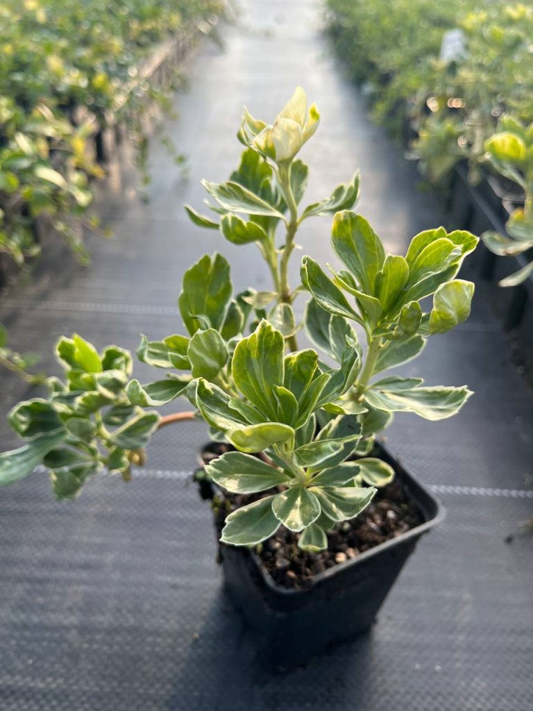 Пахизандра верхушечная 'Вариегата' – Pachysandra terminalis 'Variegata'