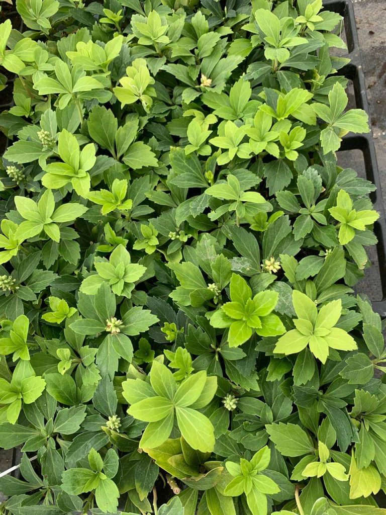 Пахизандра верхушечная – Pachysandra terminalis