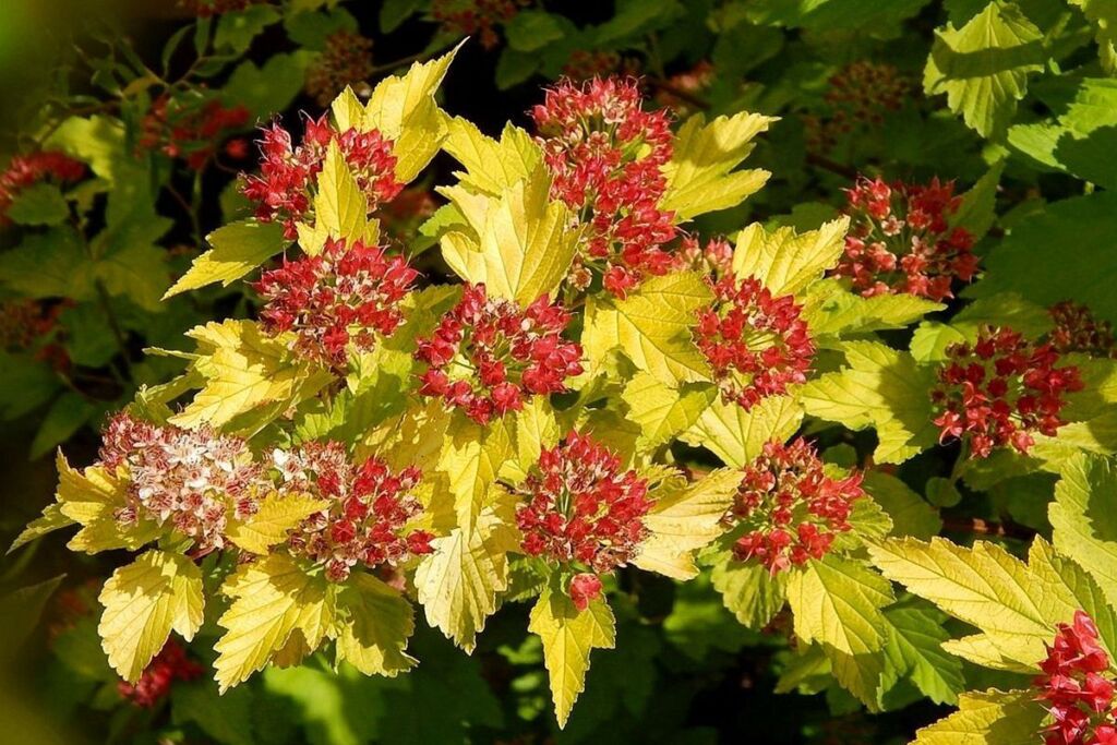 Пузыреплодник калинолистный Лютеус (Physocarpus opulif. 