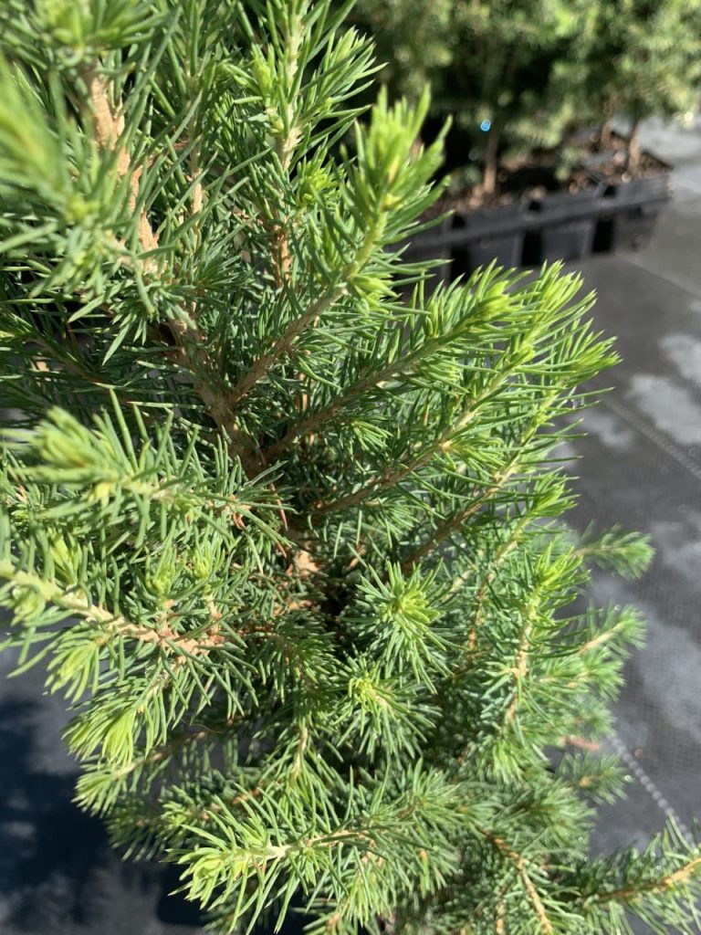 Ель канадская (сизая) 'Коника' – Picea glauca 'Conica'
