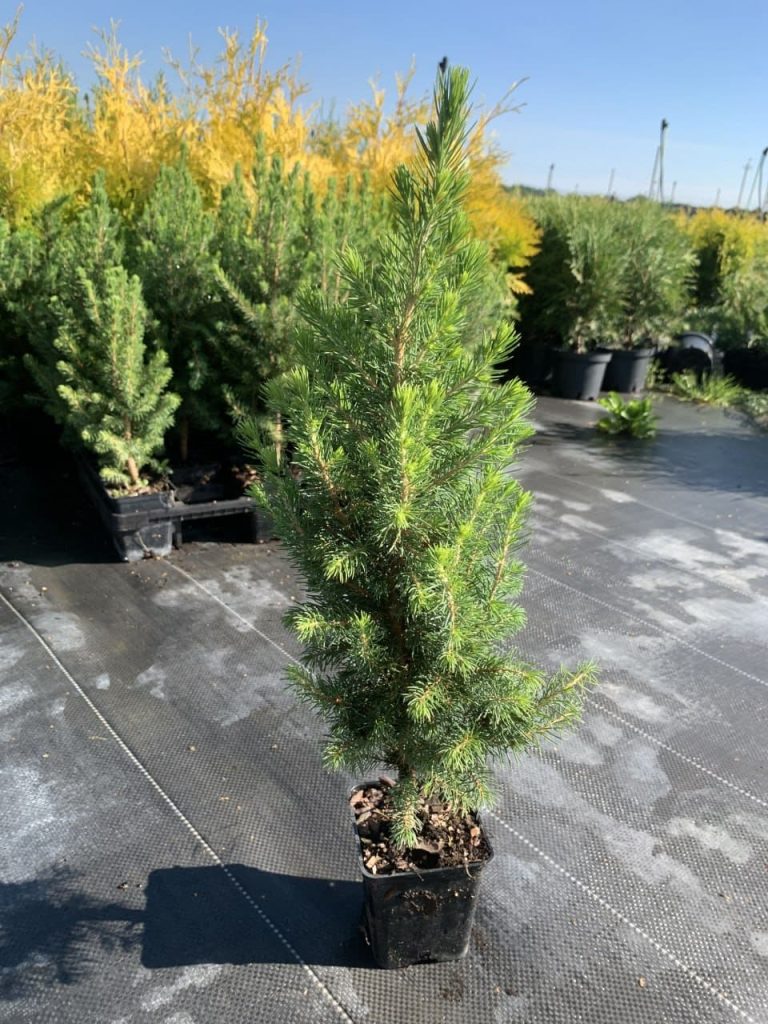 Ель канадская (сизая) 'Коника' – Picea glauca 'Conica'