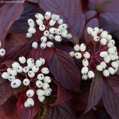 Дерен белый Сибириан Перл (Cornus alba ‘Siberian Pearls’)