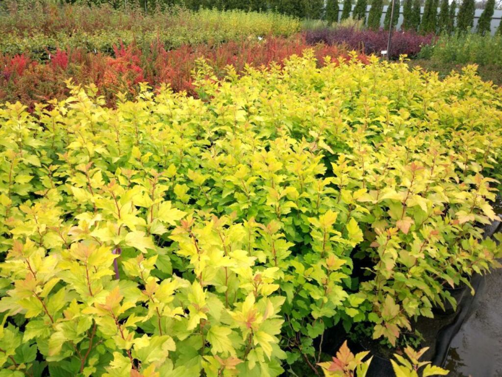 Пузыреплодник Дартс Голд (Physocarpus opulifolius 