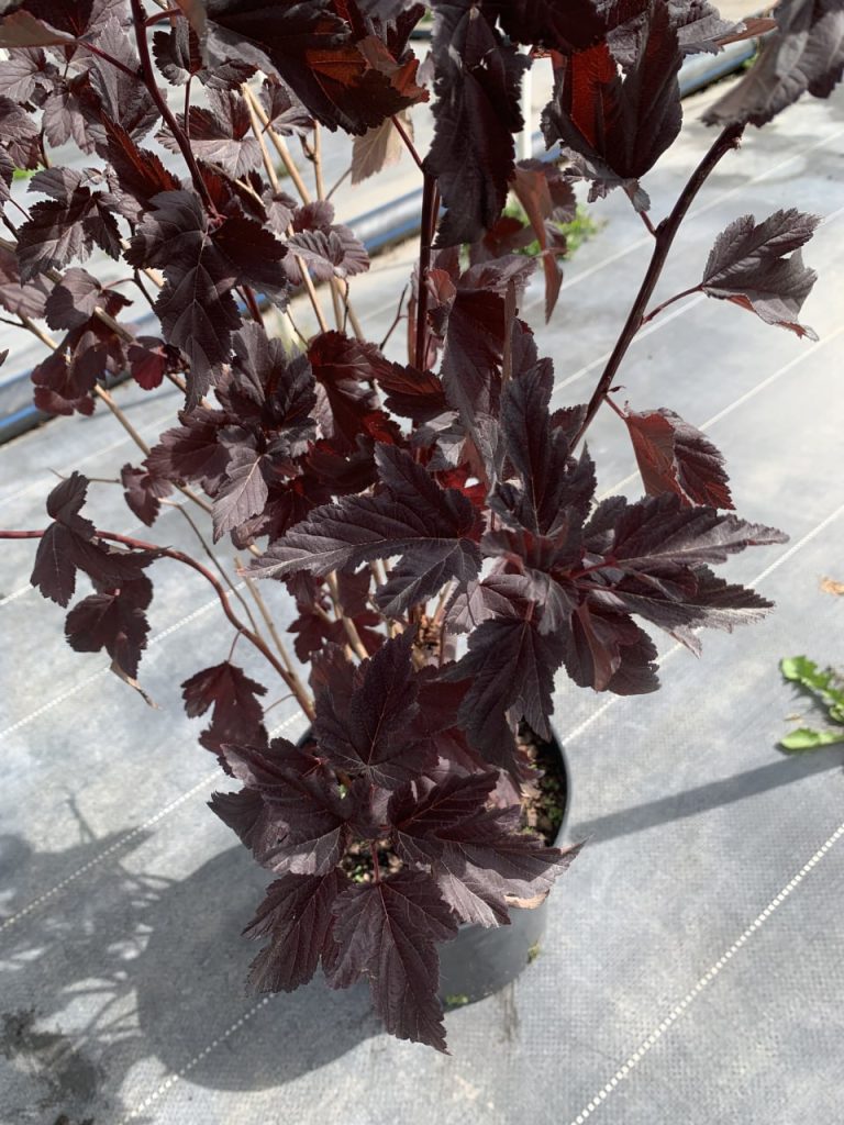 Пузыреплодник калинолистный 'Диабло' – Physocarpus opulifolius 'Diabolo'