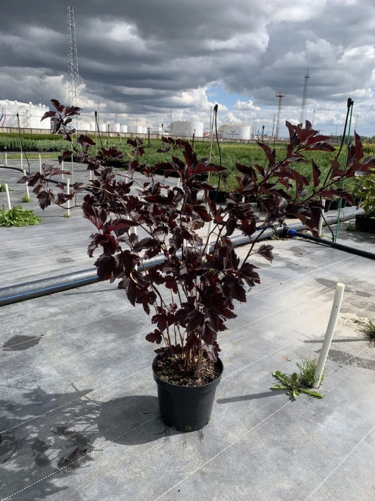 Пузыреплодник калинолистный 'Диабло' – Physocarpus opulifolius 'Diabolo'