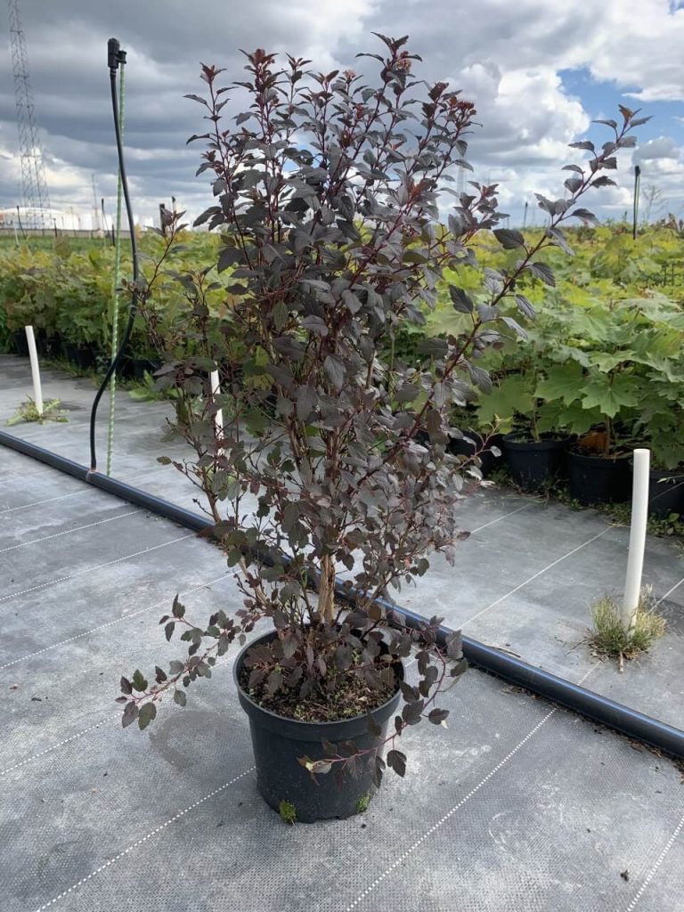Пузыреплодник калинолистный 'Литл Джокер' – Physocarpus opulif. 'Little Joker'®