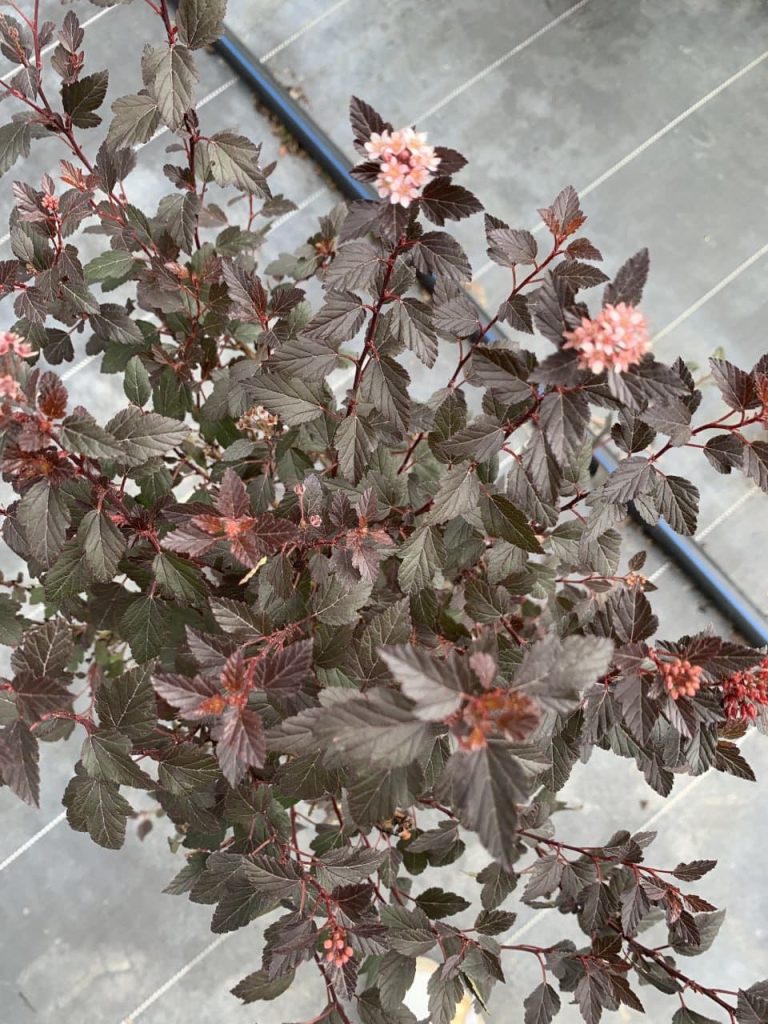 Пузыреплодник калинолистный 'Литл Джокер' – Physocarpus opulif. 'Little Joker'®