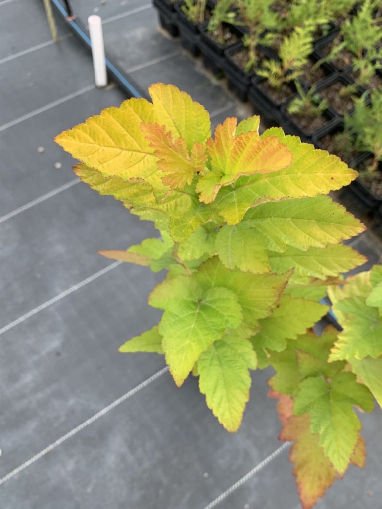 Пузыреплодник калинолистный 'Наггет' – Physocarpus opulif. 'Nugget'