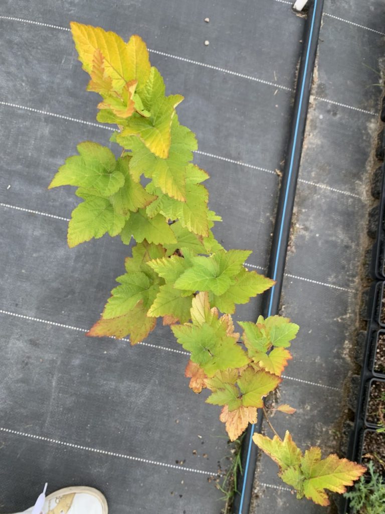 Пузыреплодник калинолистный 'Наггет' – Physocarpus opulif. 'Nugget'
