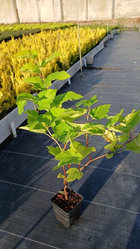 Пузыреплодник калинолистный 'Наггет' – Physocarpus opulif. 'Nugget'