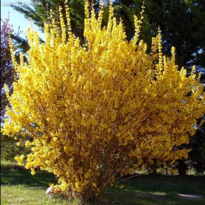 Форзиция средняя Спектабилис (Forsythia int. ‘Spectabilis’)