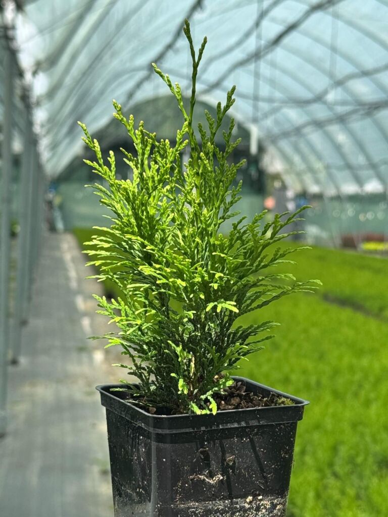 Туя западная 'Смарагд' – Thuja occ. 'Smaragd'