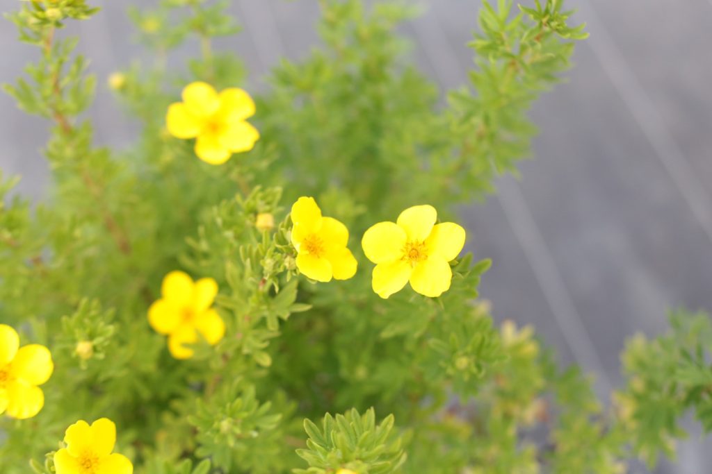 Лапчатка кустарниковая 'ГолдФингер' – Potentilla fruticosa ‘Goldfinger’