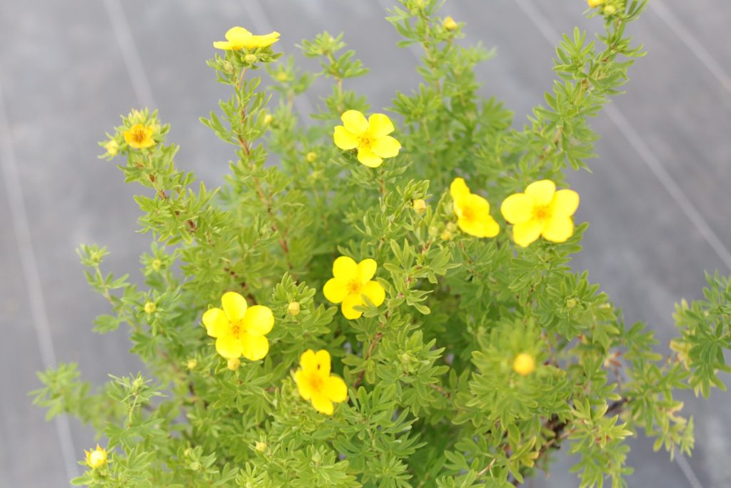 Лапчатка кустарниковая 'ГолдФингер' – Potentilla fruticosa ‘Goldfinger’