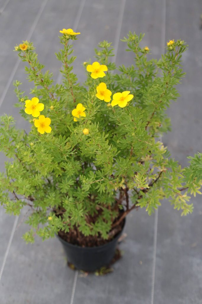 Лапчатка кустарниковая 'ГолдФингер' – Potentilla fruticosa ‘Goldfinger’