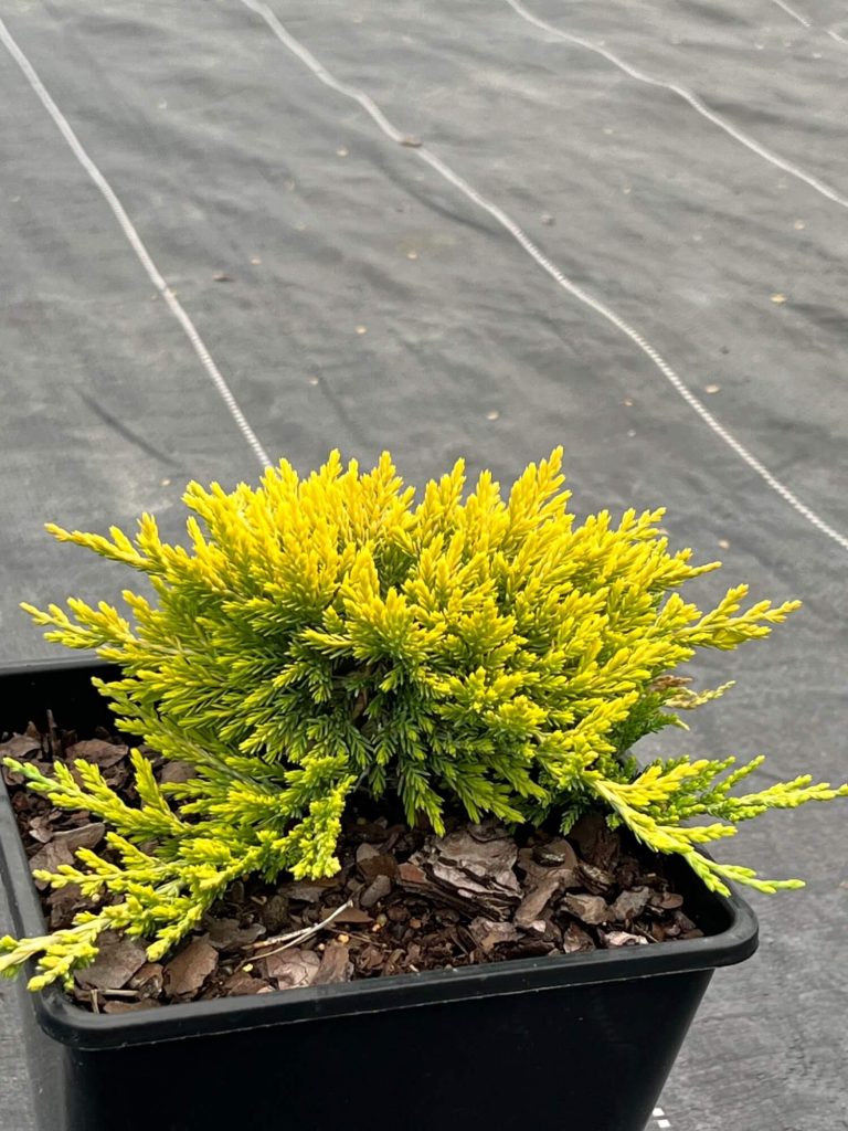 Juniperus hor. 'Golden Carpet' – Можжевельник горизонтальный 'Голден Карпет'