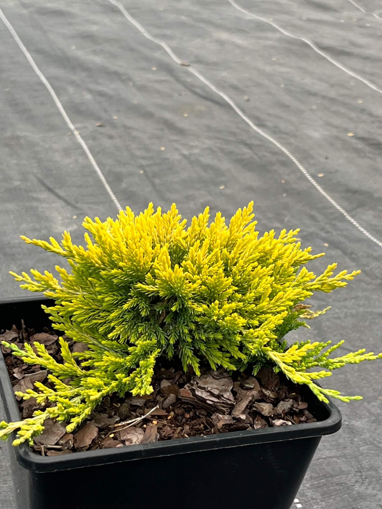 Juniperus hor. 'Golden Carpet' – Можжевельник горизонтальный 'Голден Карпет'