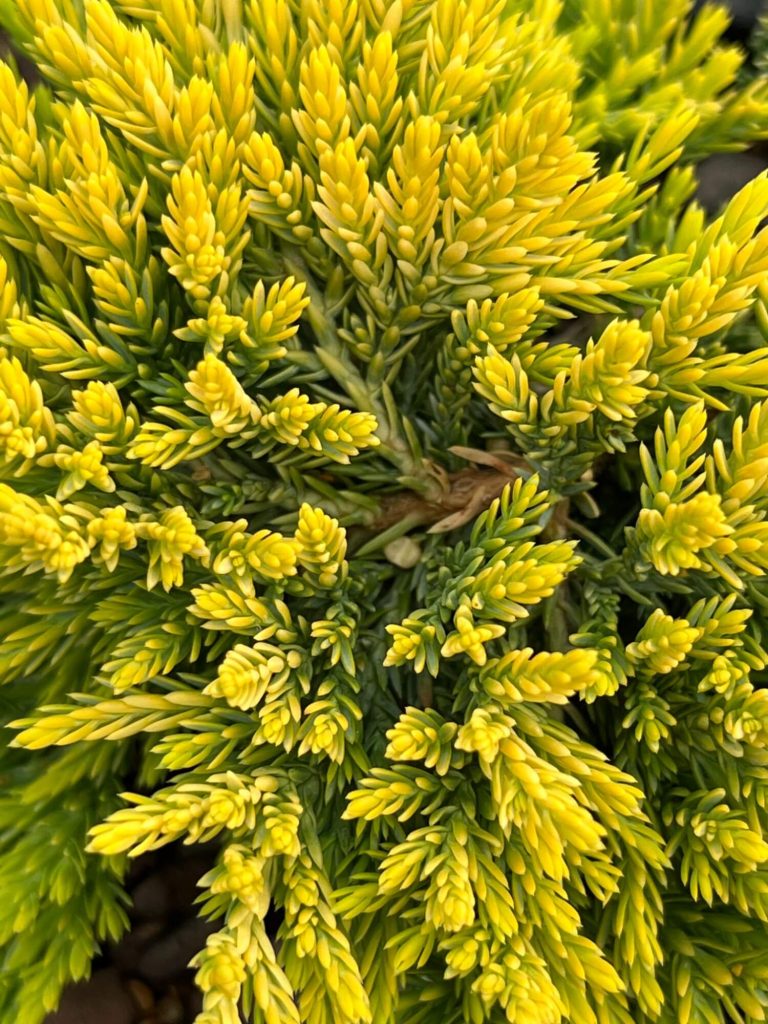 Juniperus hor. 'Golden Carpet' – Можжевельник горизонтальный 'Голден Карпет'