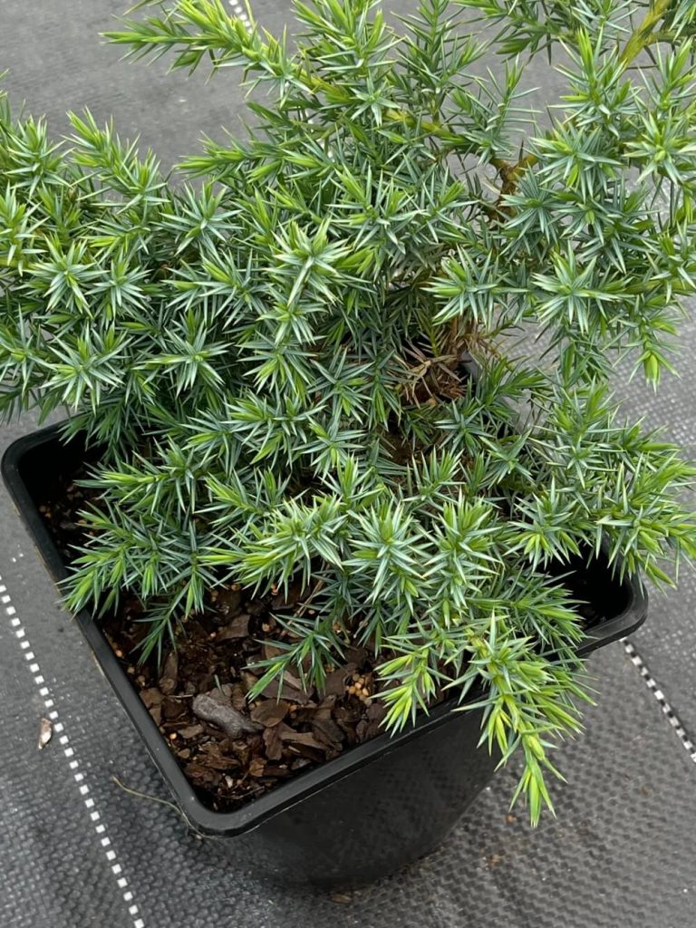 Можжевельник чешуйчатый 'Блю Свид' – Juniperus squamata 'Blue Swede'