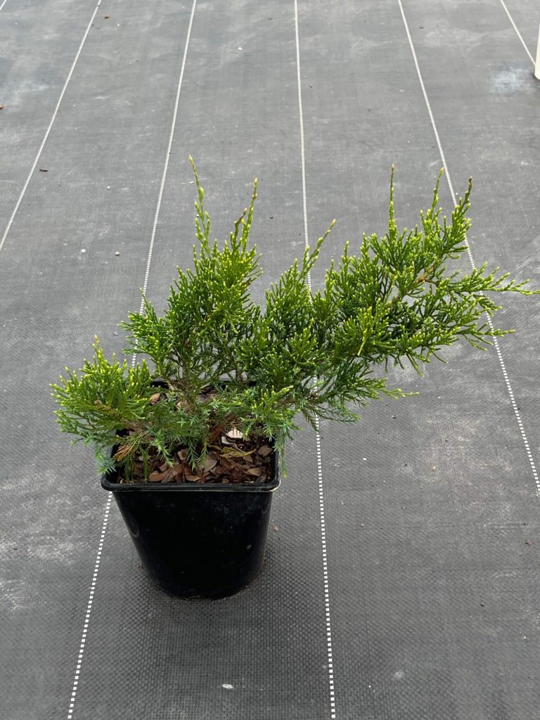 Можжевельник 'Минт Джулеп' - Juniperus 'Mint Julep'