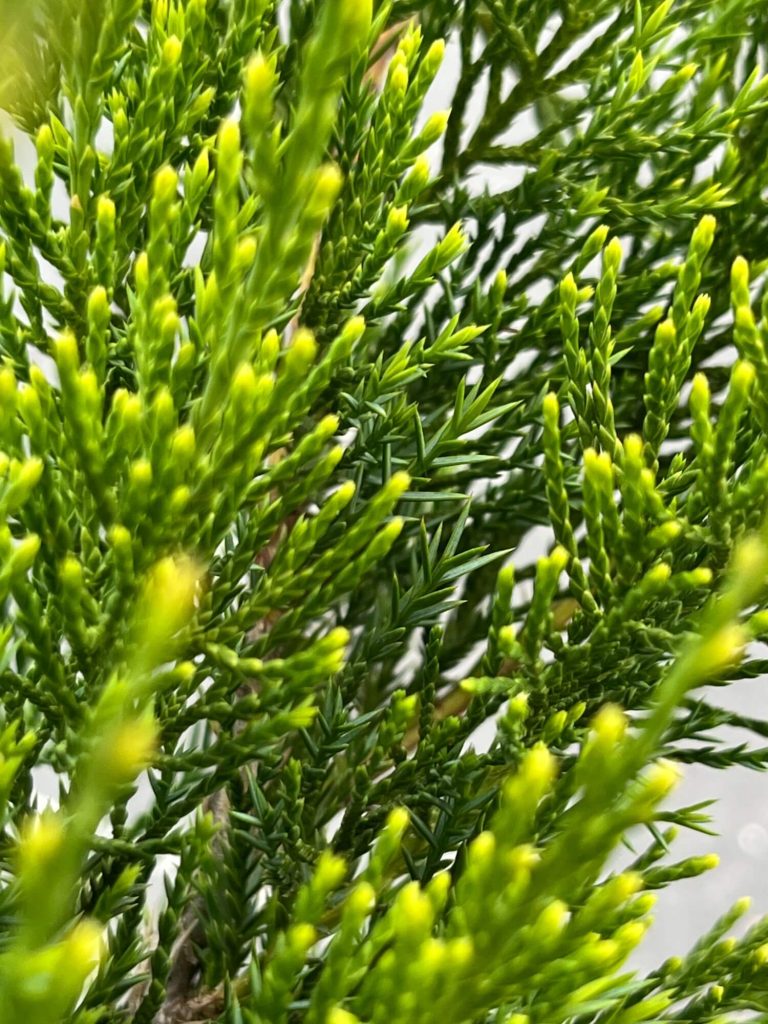 Можжевельник 'Минт Джулеп' - Juniperus 'Mint Julep'