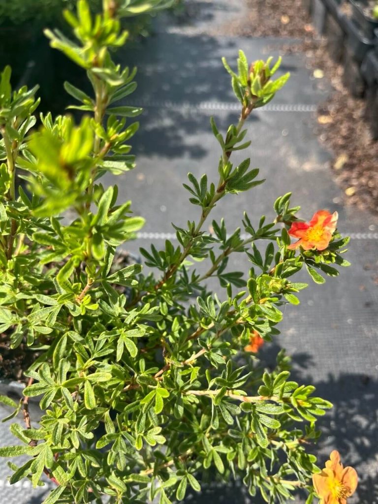 Лапчатка кустарниковая 'Ред Айс' – Potentilla fruticosa ‘Red Ace’