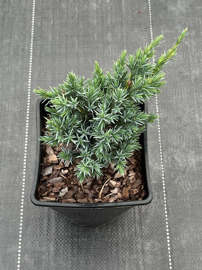 Можжевельник чешуйчатый 'Мейери' – Juniperus squamata 'Meyeri'