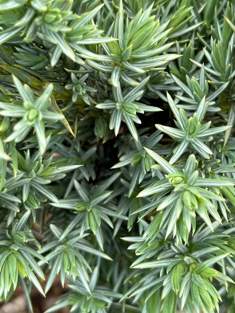 Можжевельник чешуйчатый 'Мейери' – Juniperus squamata 'Meyeri'