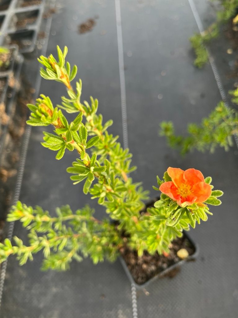 Лапчатка кустарниковая 'Ред Айс' – Potentilla fruticosa ‘Red Ace’