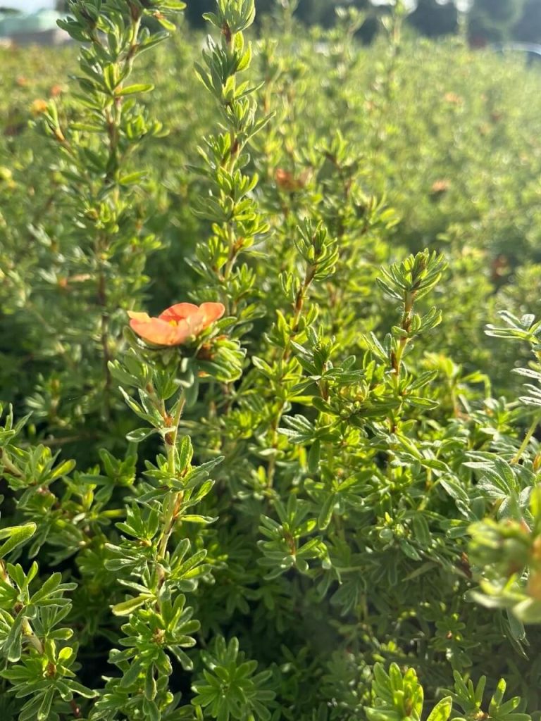 Лапчатка кустарниковая 'Ред Айс' – Potentilla fruticosa ‘Red Ace’