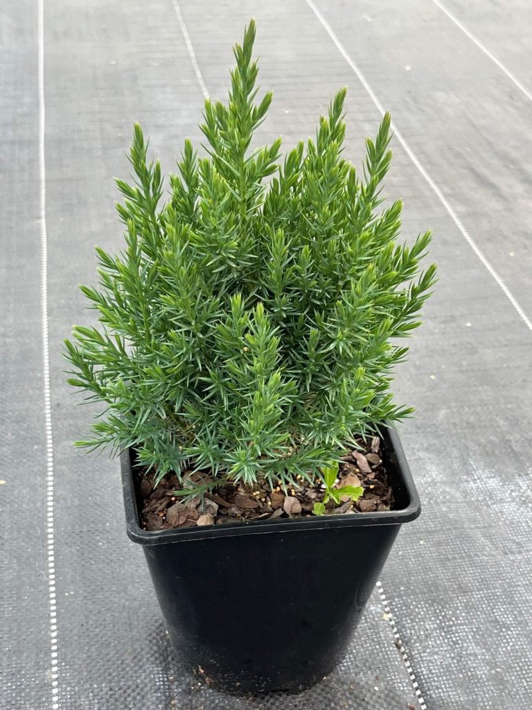 Можжевельник китайский 'Стрикта' – Juniperus chinensis 'Stricta'
