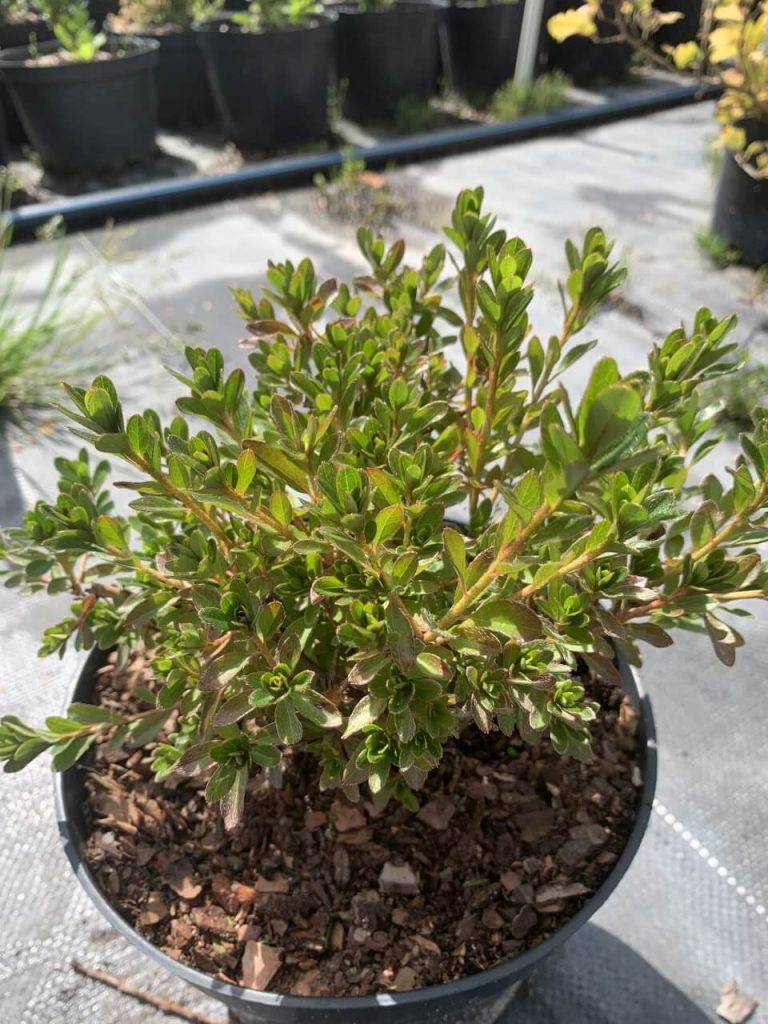 Рододендрон (азалия) тупой 'Модеркенсдах' – Rhododendron (AJ) 'Moederkensdag'