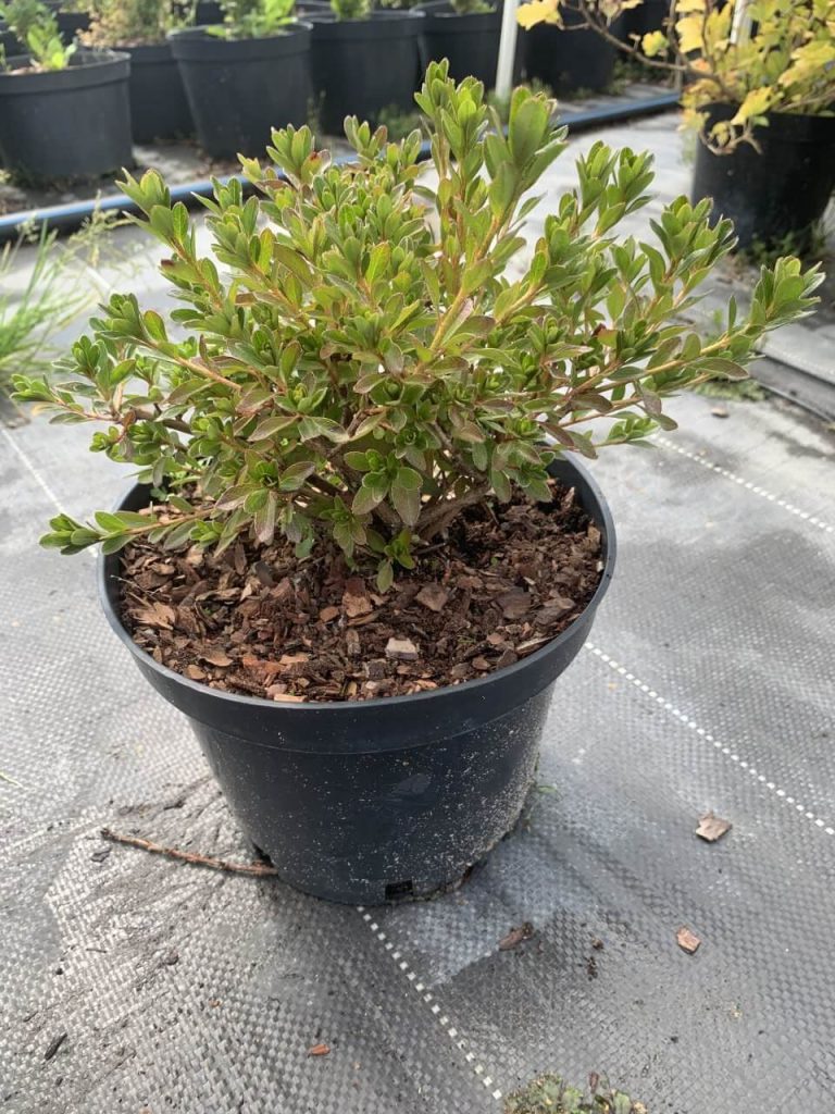 Рододендрон (азалия) тупой 'Модеркенсдах' – Rhododendron (AJ) 'Moederkensdag'