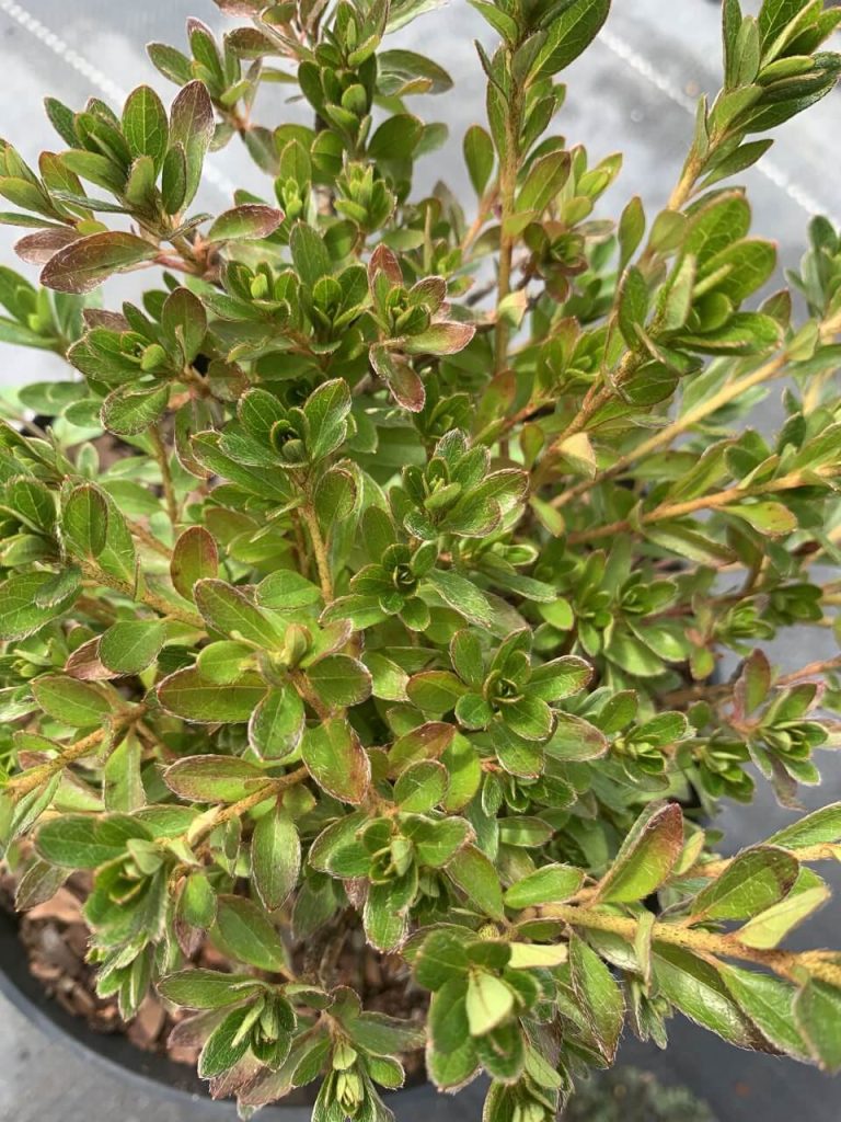 Рододендрон (азалия) тупой 'Модеркенсдах' – Rhododendron (AJ) 'Moederkensdag'