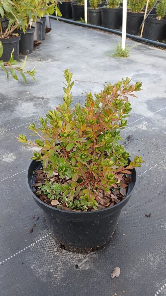 Рододендрон (азалия) японский 'Кляйнер Принц' – Rhododendron (AJ) 'Kleiner Prinz'