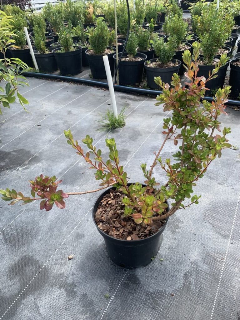 Рододендрон (азалия) японский 'Кляйнер Принц' – Rhododendron (AJ) 'Kleiner Prinz'