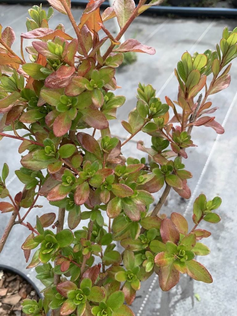 Рододендрон (азалия) японский 'Кляйнер Принц' – Rhododendron (AJ) 'Kleiner Prinz'