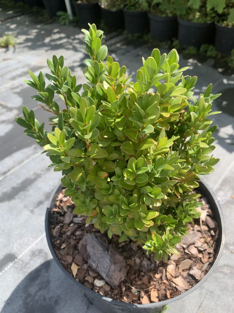 Самшит вечнозеленый – Buxus sempervirens