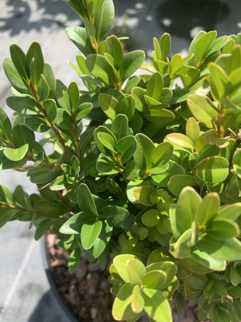 Самшит вечнозеленый – Buxus sempervirens