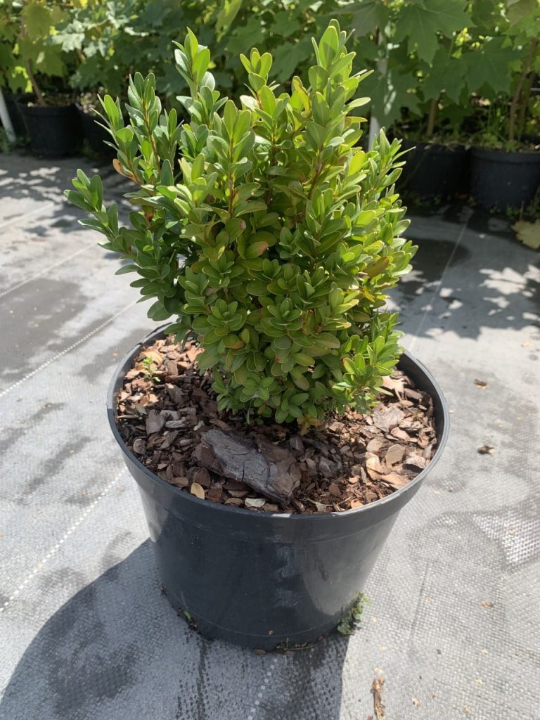 Самшит вечнозеленый – Buxus sempervirens