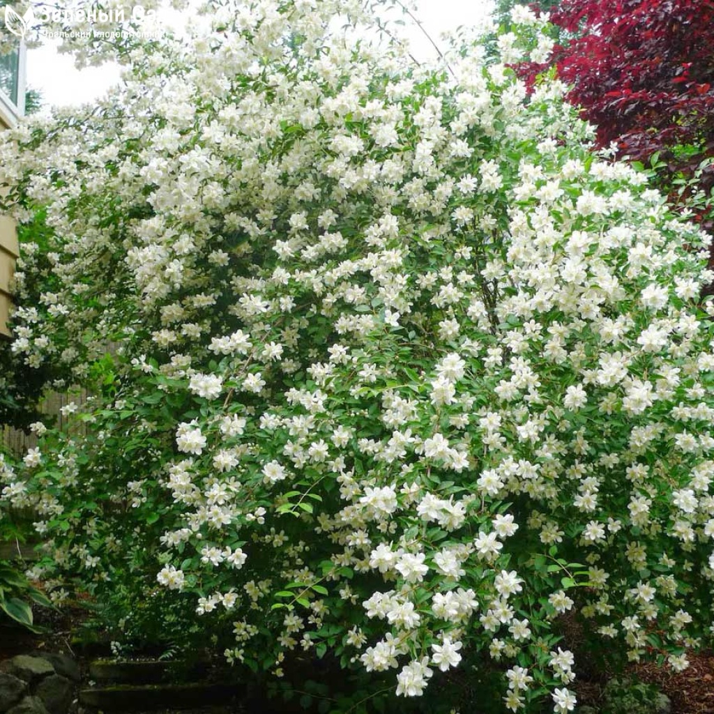 Чубушник (Жасмин) Шнеештурм (Philadelphus ‘Schneesturm’)